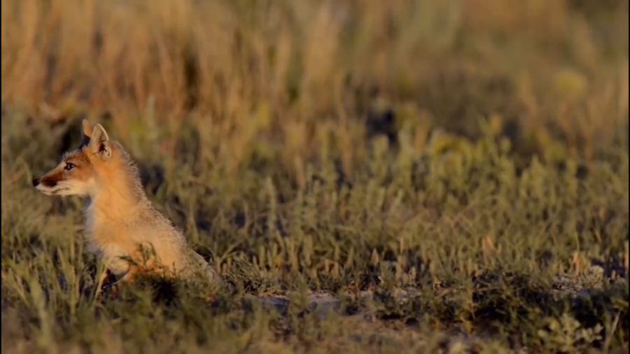 حمله عقاب به روباه || عقاب طلا...