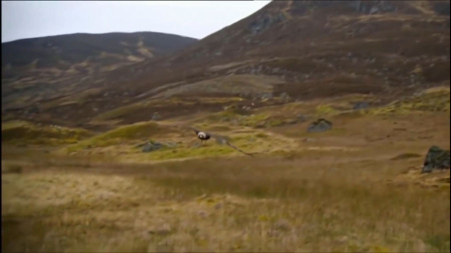 مبارزه عقاب با پیتون غول پیکر...