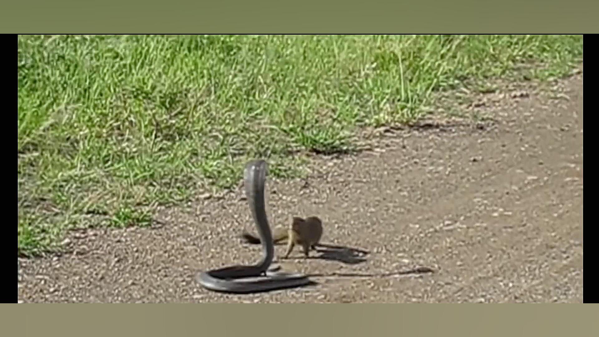 مبارزه مار کبری و مانگوس  جنگ...