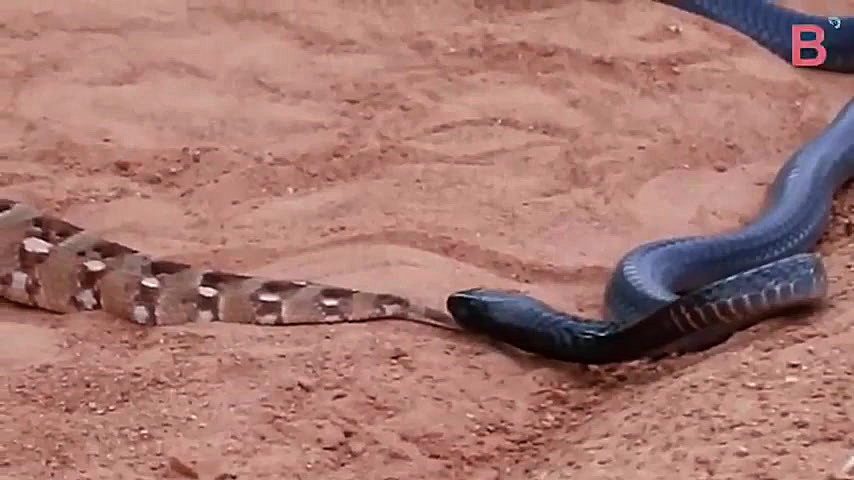 شکار مار زنگی توسط مار نخل سیا...