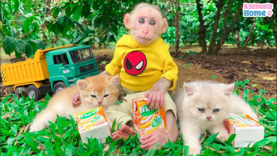 میمون کوچولو شیر دو بچه گربه ر...