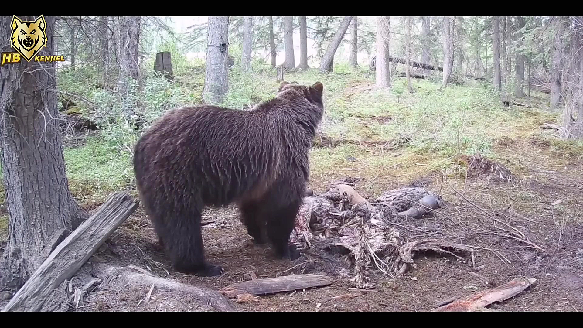 حمله خرس به اسب ها خرس گریزلی...