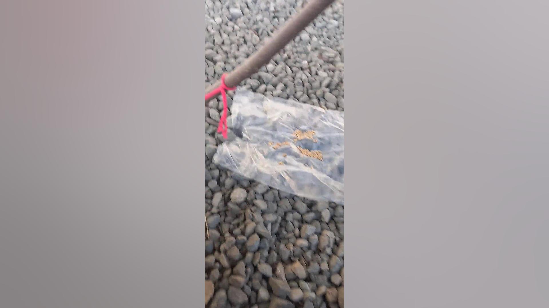 تله برای کفتر