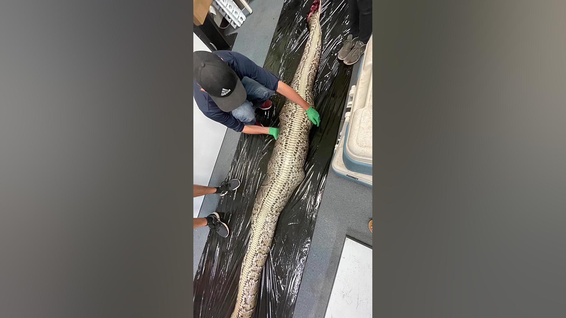 بیرون آوردن تمساح 1.5 متری از...