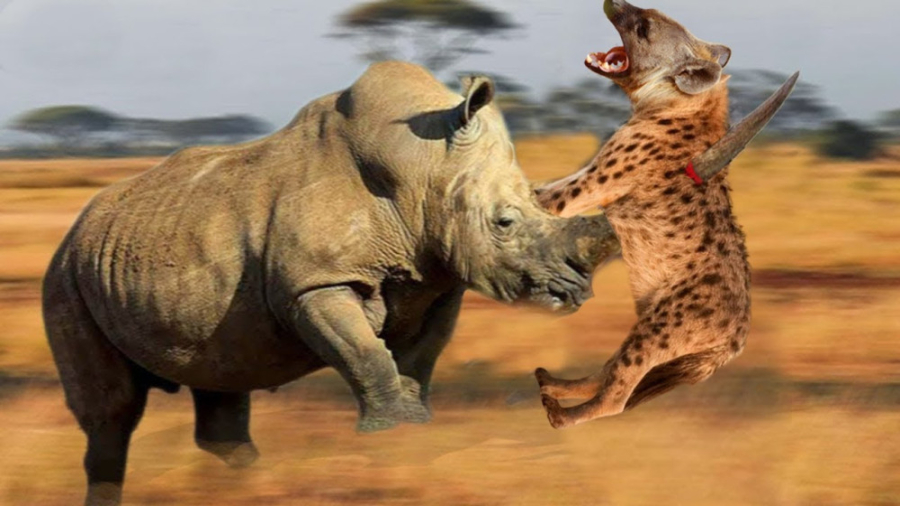 حمله کرگدن دیوانه به کفتارها و...