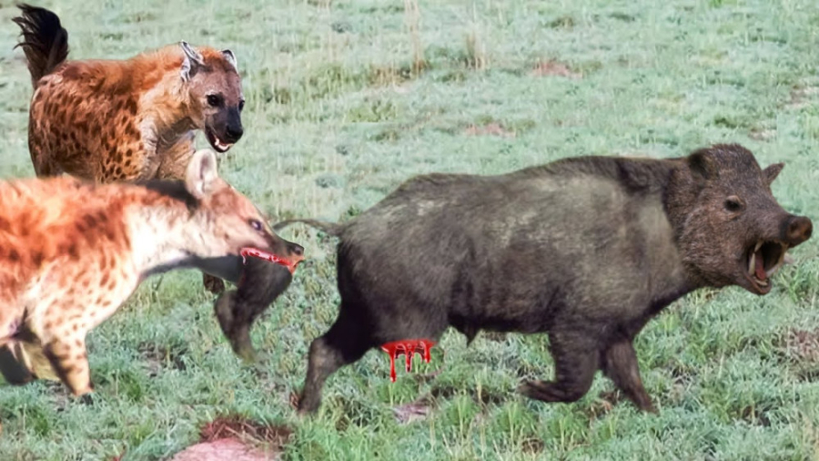 حمله کفتار وحشی به گراز  نبرد...