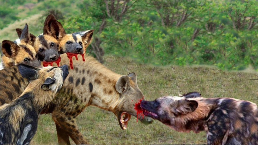 حمله سگ های وحشی به کفتار  جنگ...