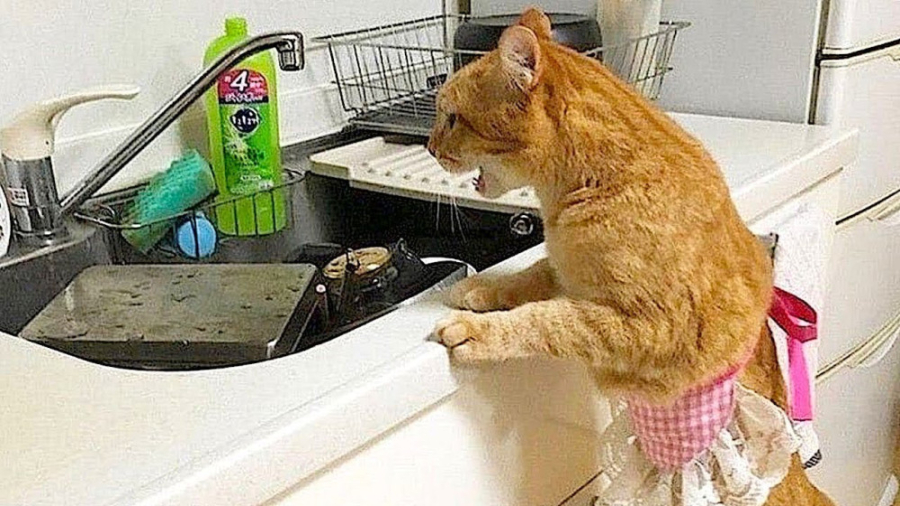 شوخی با سگ ها  سگ های خنده دار...