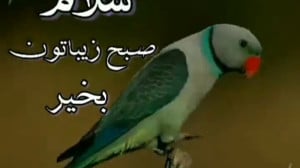 صبح بخیر باکلاس صبح بخیر پر ان...