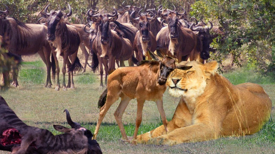 نبرد گوزن ها با شیر  جنگو نبرد...