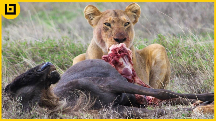 حیات وحش  حیوانات در حال تلاش...