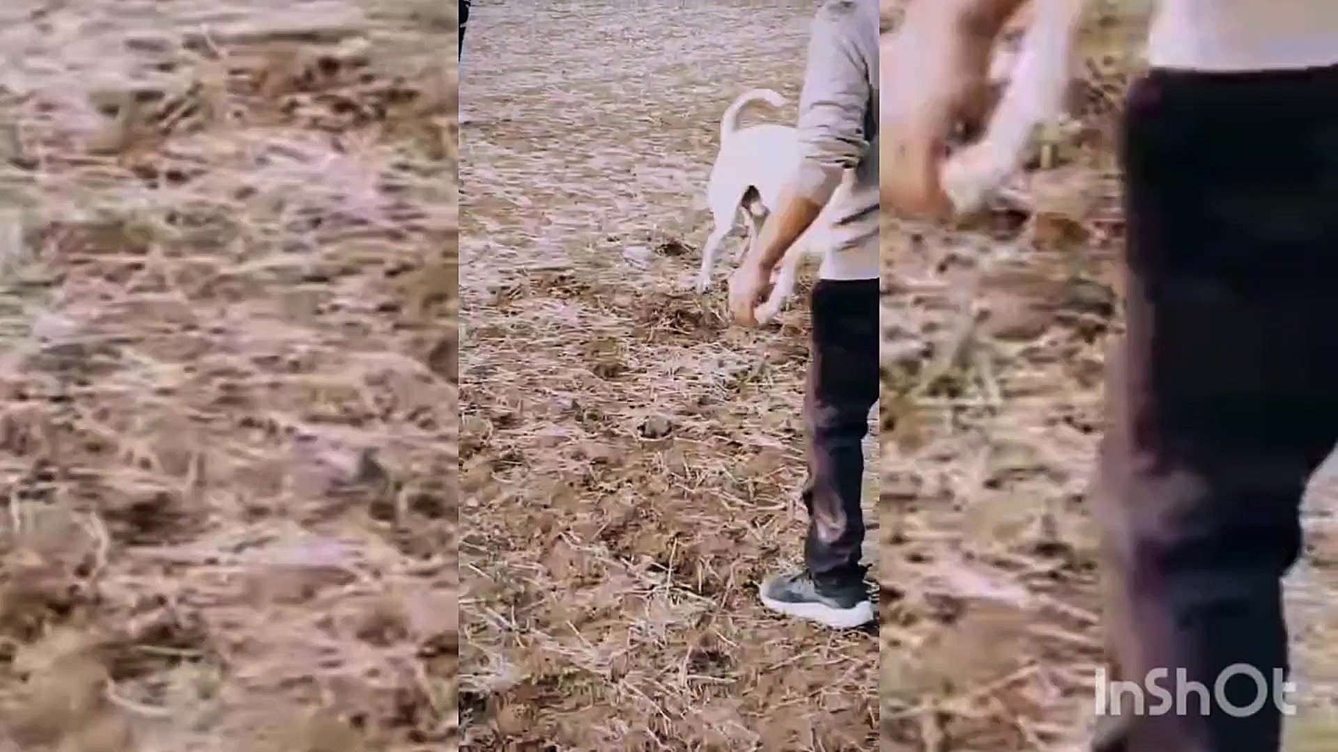 طوفان قهرمان سگی با اصالت سگی...