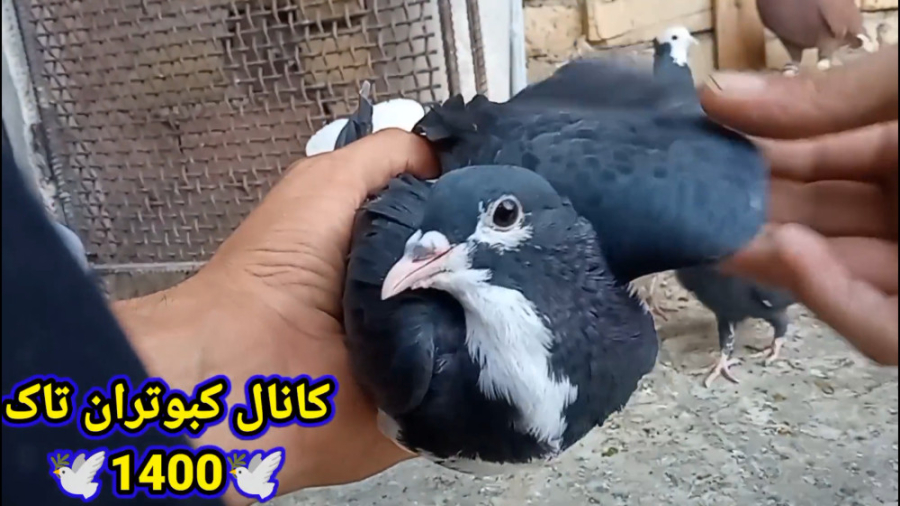 در مورد پر انداختن جوجه کبوتر