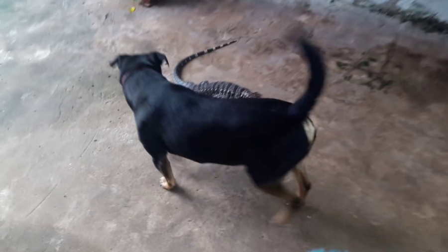 مارمولک در مقابل سگ  جنگ دیدنی...