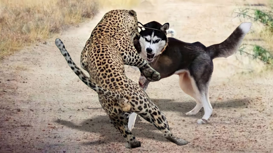 مبارزه سگ هاسکی سیبری با پلنگ...