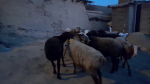 پاییز گوسفندان در باغ