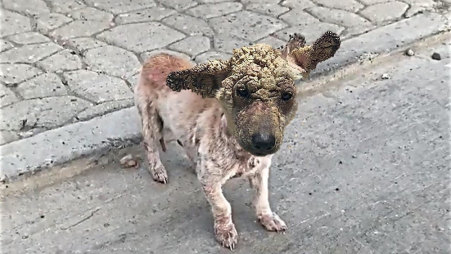 نجات دادن توله سگ سرگردان و گر...