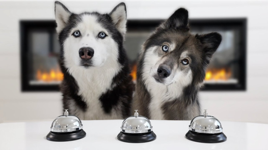 بازی شافل با سگ های هاسکی