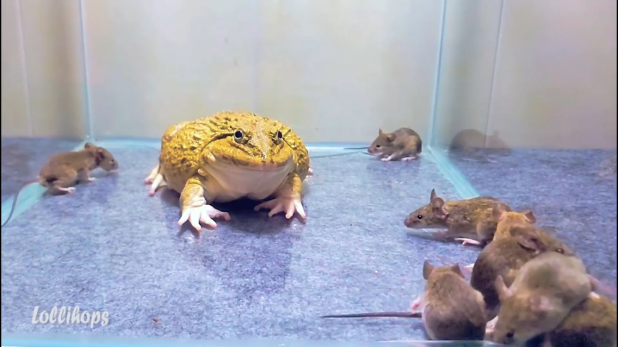 یک قورباغه غول&zwnj;پیکر موشخو...