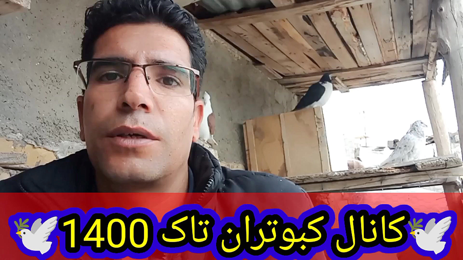 نمایشی از همه کبوترام همراه غر...