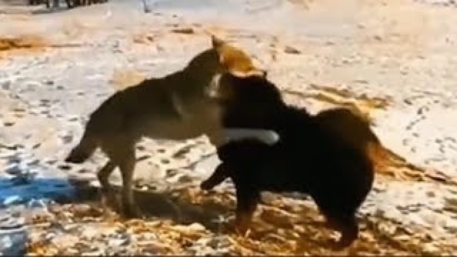 سگ نگهبان دام در مقابل گرگ جنگ...