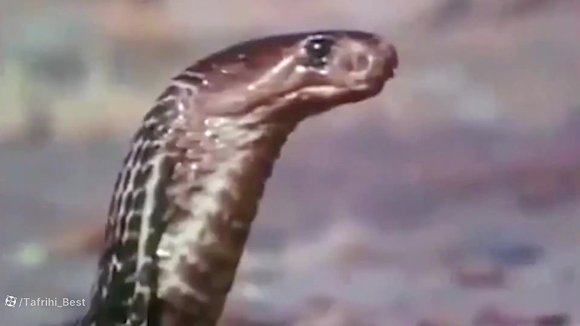 نبرد پلنگ و مار غول پیکر جنگ ح...