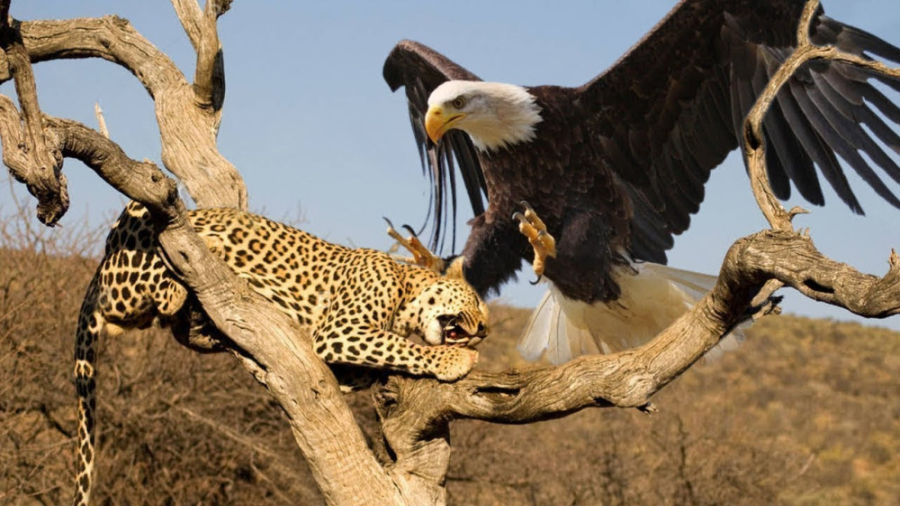پلنگ در مقابل عقاب | جنگ حیوان...