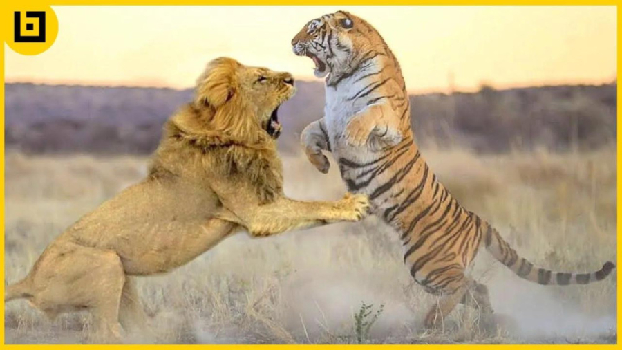 نبرد بزرگترین گربه سانان با یک...