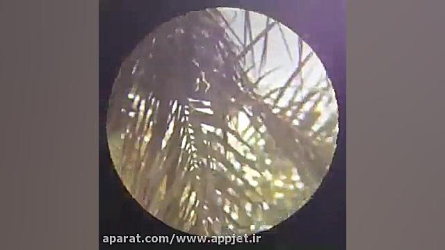 شکار کبوتر با fx bobcat .22 از...