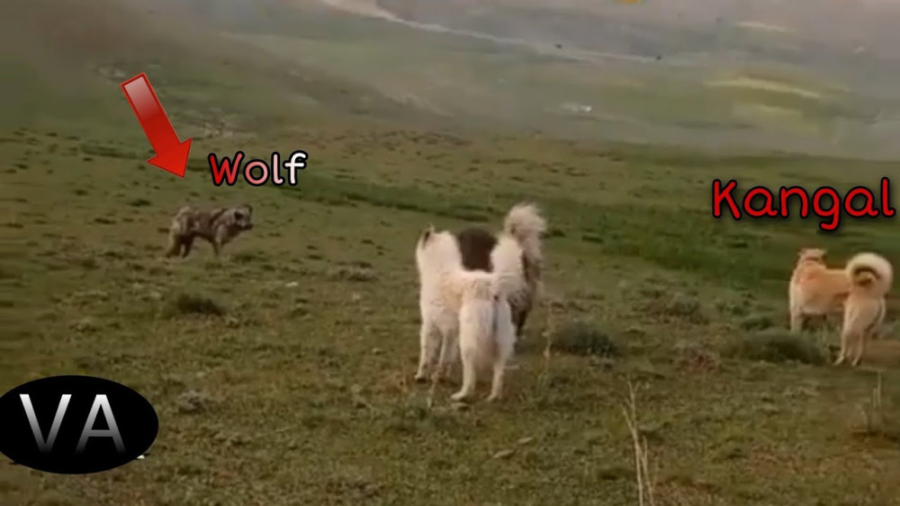 گرگ های گرسنه در روستا | گله گ...