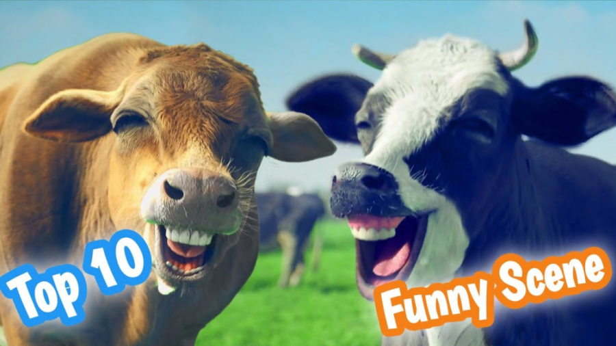 خنده دارترین صحنه های گاو  گاو...