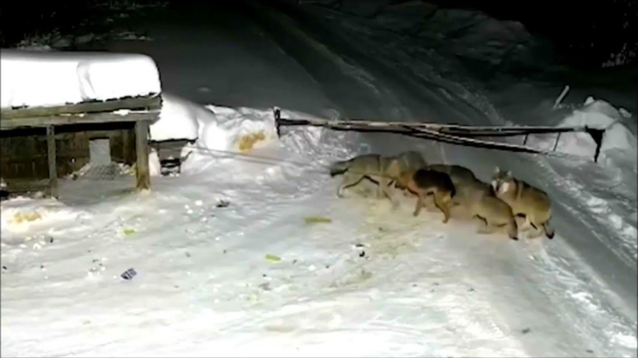 کشتن سگ توسط گرگ سگ ژرمن شپرد...