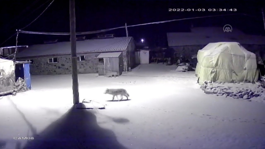 لحظه حضور گرگ های گرسنه  حمله...