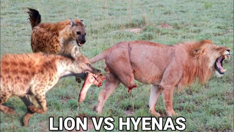 جنگ حیوانات شیر در مقابل کفتار...