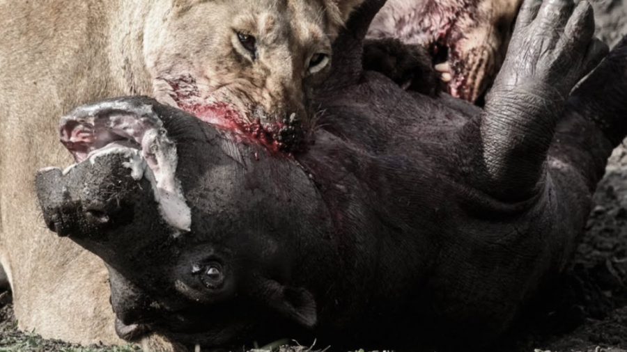 حیات وحش  طعمه قرار گرفتن بچه...