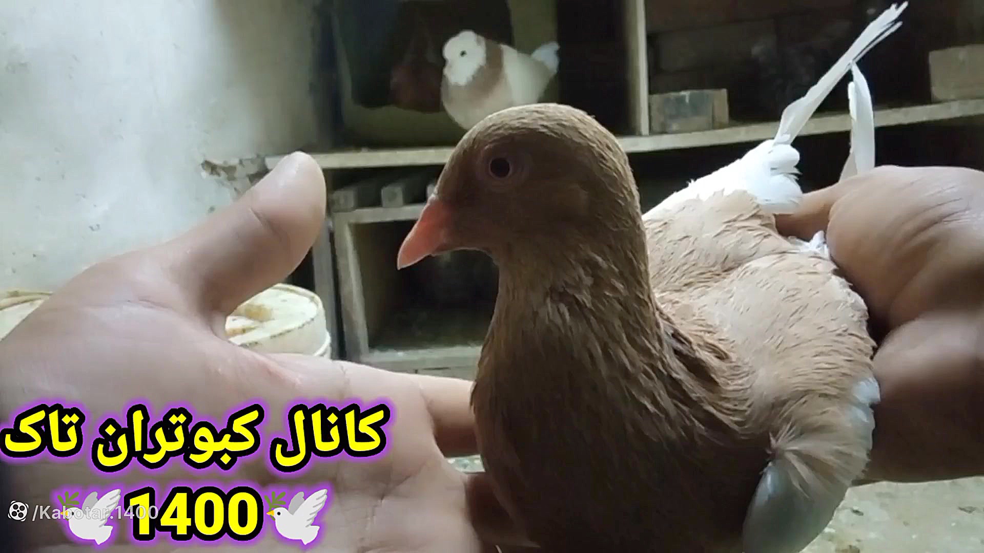 در مورد پر کبوترای قیچی شده ور...