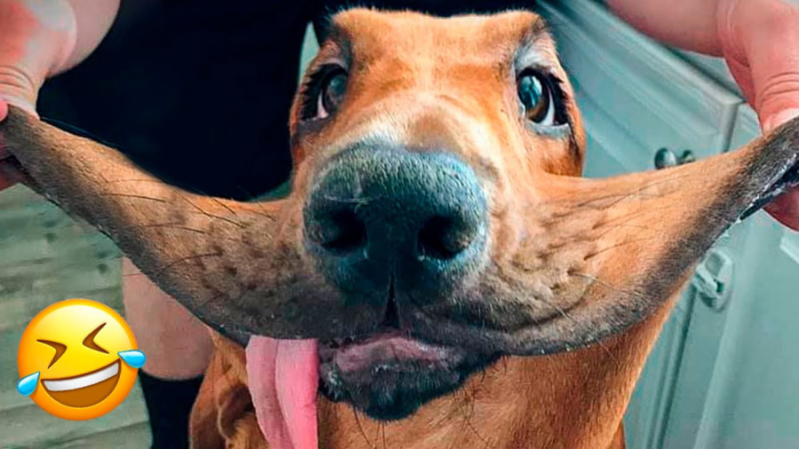 کلیپ طنز حیوانات ، طنز خنده دا...