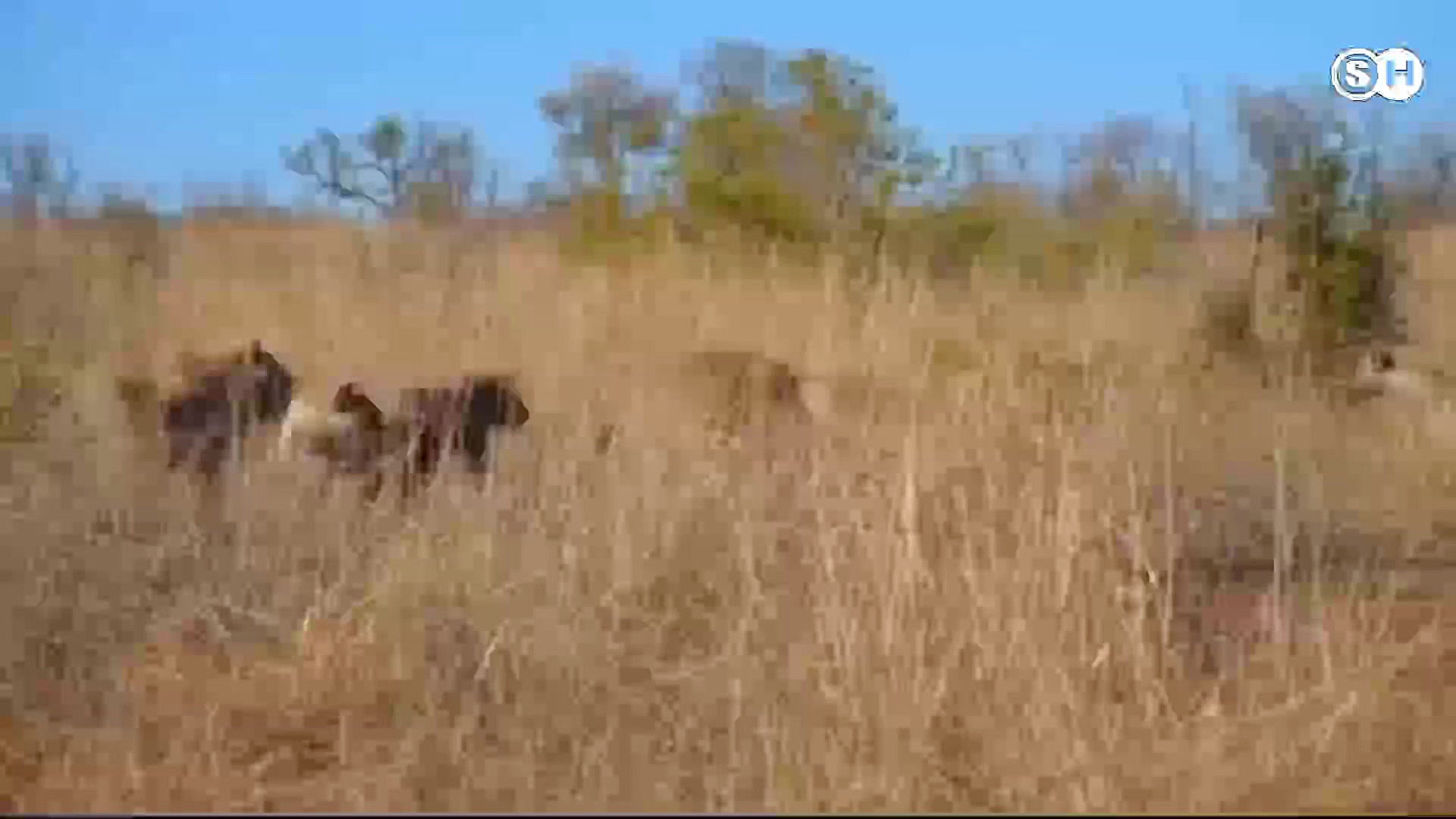 حمله کفتار ها به شیر ها