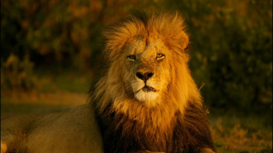 صحنه ای فوق العاده از شیرنر