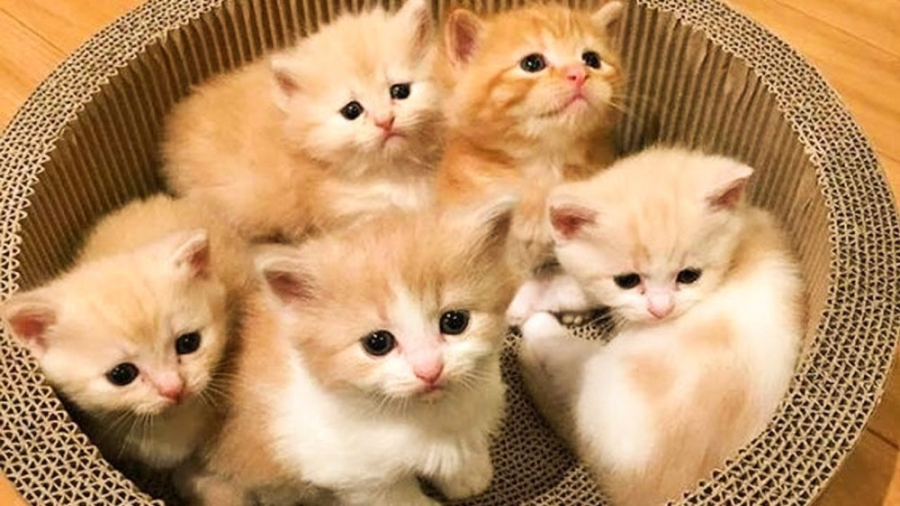 کلیپ طنز گربه ها و بازی گربه ه...