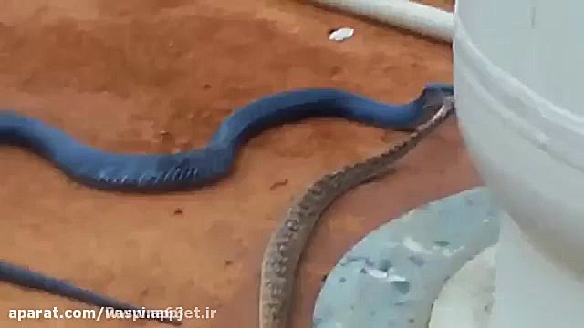 شکار مار توسط مار!!