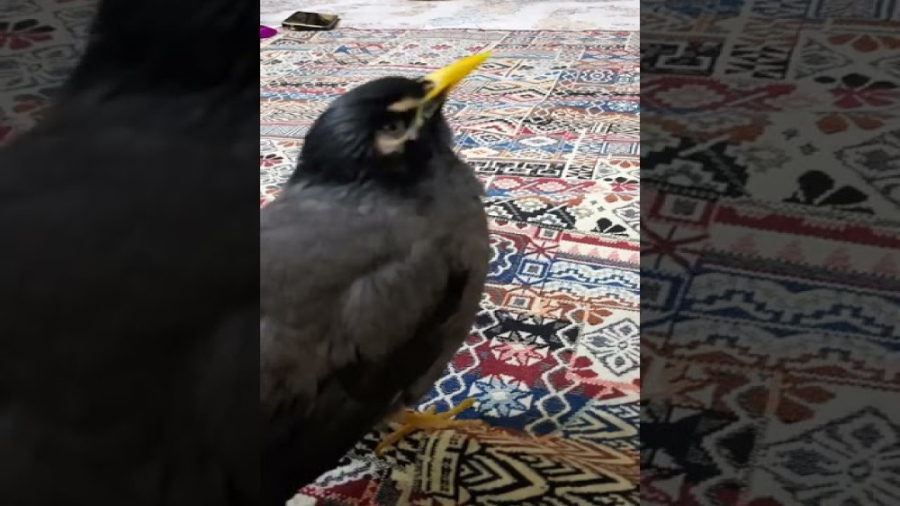 مرغ مینای جنگجو  مرغ مینای سخن...