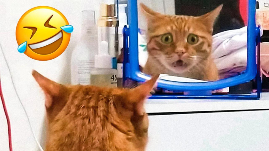 خنده دارترین ویدیوهای گربه ها...