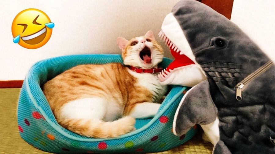 کلیپ خنده دار حیوانات  ترسیدن...