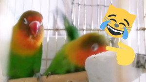 لحظه خنده دار افتادن هلو خانم...