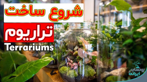 چه گیاهانی برای داخل تراریوم م...