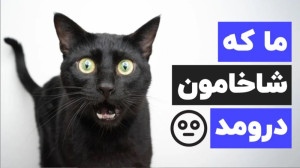 میو میو