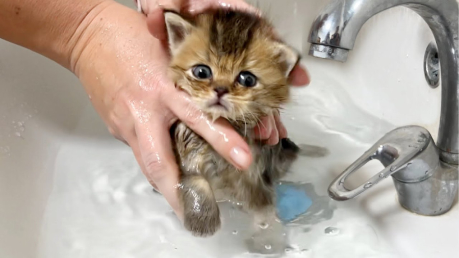 اولین حمام برای گربه کوچولو