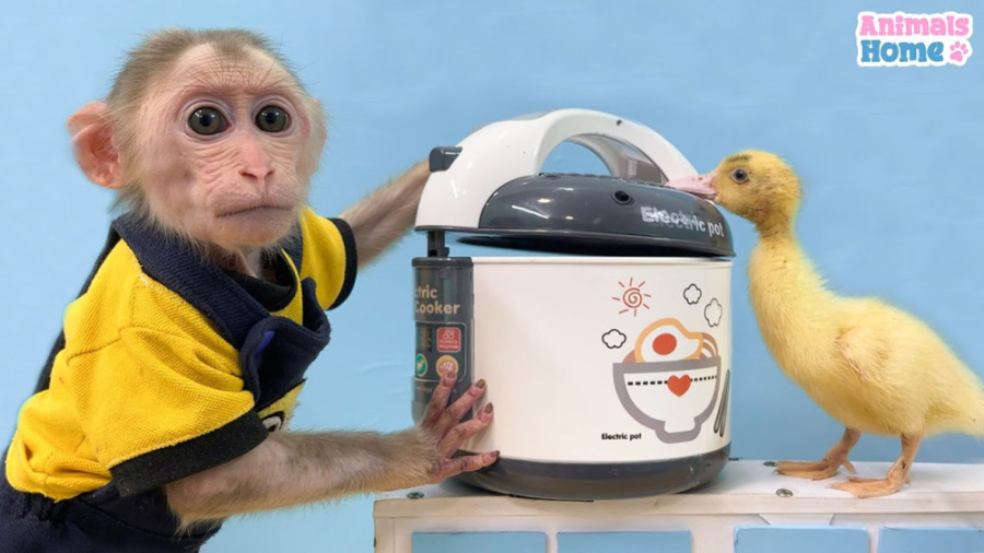 میمون کوچولو  جوجه اردک زیبا م...