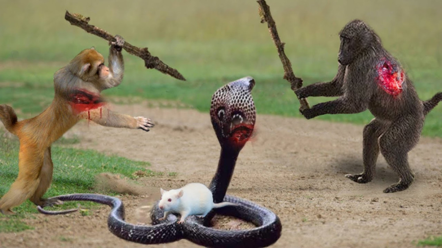 یا خدا مار کبری در مقابل مانگو...